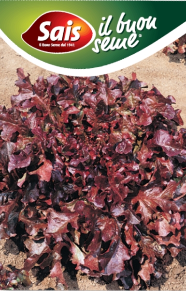 Šalát červený Red Salad Bowl Italia cca 10 g semien